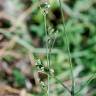 Fotografia 16 da espécie Petroselinum segetum do Jardim Botânico UTAD