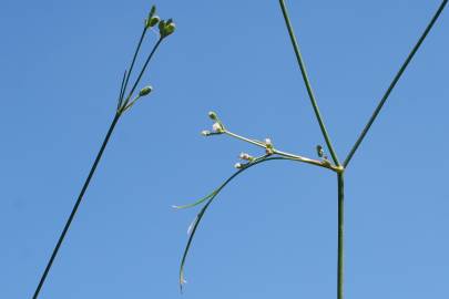 Fotografia da espécie Petroselinum segetum