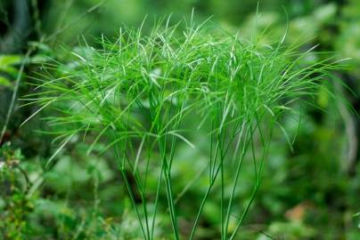 Fotografia da espécie Peucedanum officinale