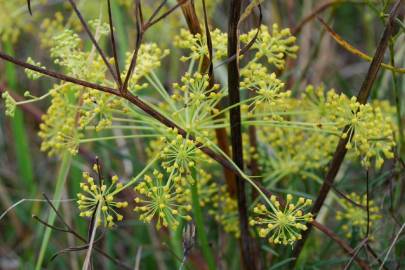 Fotografia da espécie Peucedanum officinale