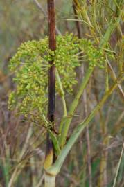 Fotografia da espécie Peucedanum officinale