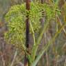 Fotografia 5 da espécie Peucedanum officinale do Jardim Botânico UTAD