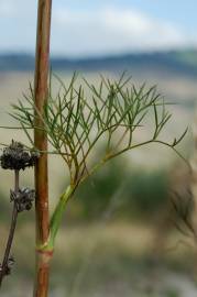 Fotografia da espécie Peucedanum officinale