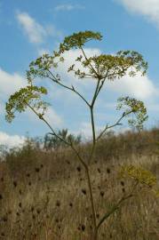 Fotografia da espécie Peucedanum officinale