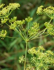 Peucedanum officinale