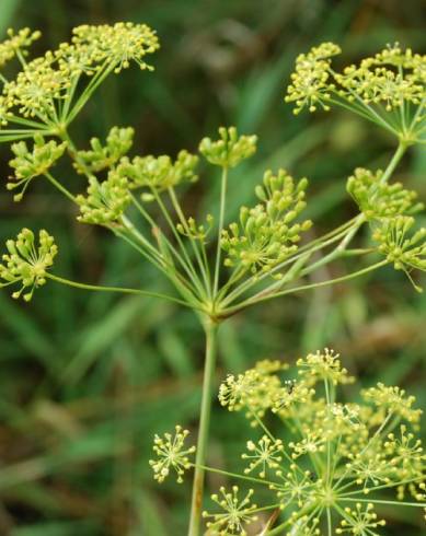 Fotografia de capa Peucedanum officinale - do Jardim Botânico