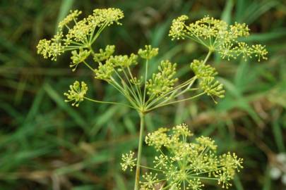 Fotografia da espécie Peucedanum officinale