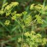 Fotografia 1 da espécie Peucedanum officinale do Jardim Botânico UTAD