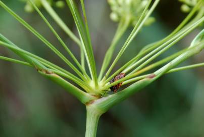 Fotografia da espécie Peucedanum officinale