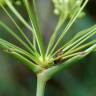 Fotografia 12 da espécie Peucedanum officinale do Jardim Botânico UTAD