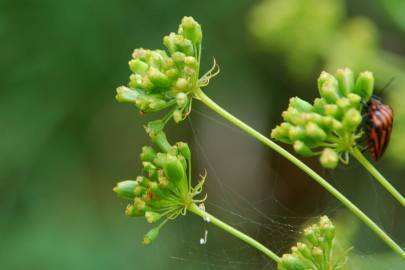 Fotografia da espécie Peucedanum officinale