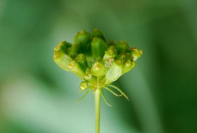 Fotografia da espécie Peucedanum officinale