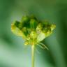 Fotografia 14 da espécie Peucedanum officinale do Jardim Botânico UTAD