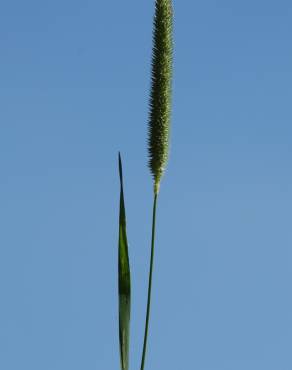 Fotografia 5 da espécie Phleum pratense subesp. pratense no Jardim Botânico UTAD