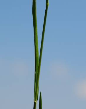 Fotografia 6 da espécie Phleum pratense subesp. pratense no Jardim Botânico UTAD