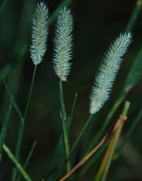 Fotografia 8 da espécie Phleum pratense subesp. pratense no Jardim Botânico UTAD