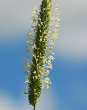 Fotografia 9 da espécie Phleum pratense subesp. pratense no Jardim Botânico UTAD