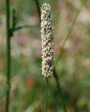 Fotografia da espécie Phleum pratense