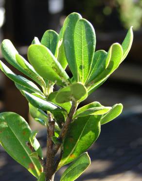 Fotografia 9 da espécie Pittosporum tobira no Jardim Botânico UTAD