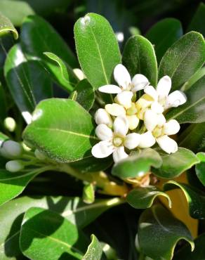 Fotografia 10 da espécie Pittosporum tobira no Jardim Botânico UTAD