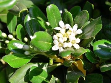 Fotografia da espécie Pittosporum tobira