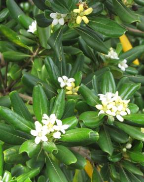 Fotografia 11 da espécie Pittosporum tobira no Jardim Botânico UTAD