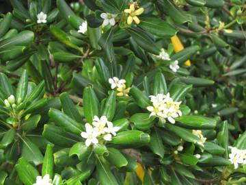 Fotografia da espécie Pittosporum tobira