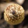 Fotografia 5 da espécie Equisetum telmateia do Jardim Botânico UTAD