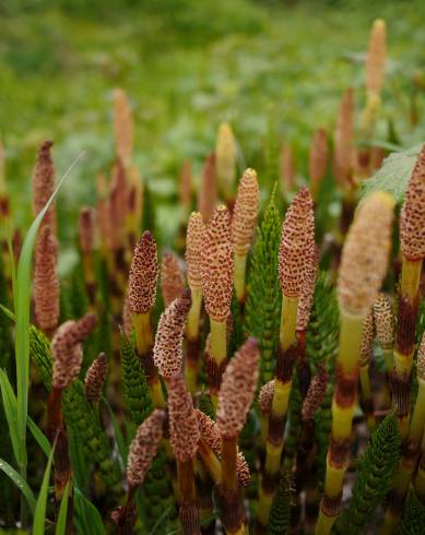 Fotografia de capa Equisetum telmateia - do Jardim Botânico