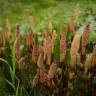 Fotografia 1 da espécie Equisetum telmateia do Jardim Botânico UTAD