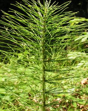 Fotografia 7 da espécie Equisetum telmateia no Jardim Botânico UTAD