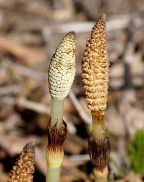 Fotografia 8 da espécie Equisetum telmateia no Jardim Botânico UTAD