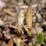 Fotografia 8 da espécie Equisetum telmateia do Jardim Botânico UTAD