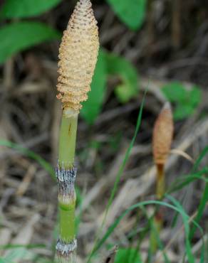 Fotografia 9 da espécie Equisetum telmateia no Jardim Botânico UTAD