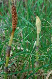 Fotografia da espécie Equisetum telmateia