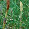 Fotografia 10 da espécie Equisetum telmateia do Jardim Botânico UTAD