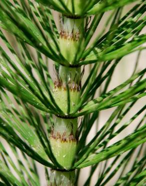 Fotografia 11 da espécie Equisetum telmateia no Jardim Botânico UTAD