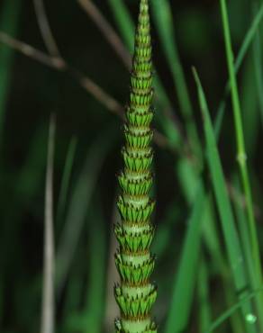 Fotografia 12 da espécie Equisetum telmateia no Jardim Botânico UTAD