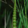 Fotografia 12 da espécie Equisetum telmateia do Jardim Botânico UTAD