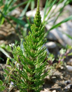 Fotografia 13 da espécie Equisetum telmateia no Jardim Botânico UTAD