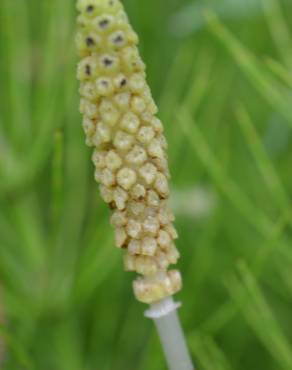 Fotografia 7 da espécie Equisetum palustre no Jardim Botânico UTAD