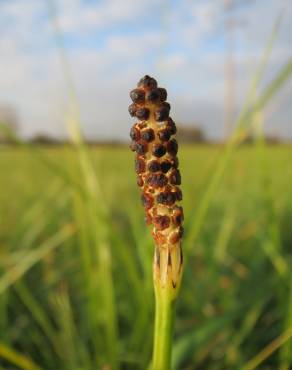 Fotografia 8 da espécie Equisetum palustre no Jardim Botânico UTAD