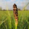 Fotografia 8 da espécie Equisetum palustre do Jardim Botânico UTAD