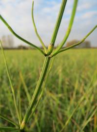 Fotografia da espécie Equisetum palustre