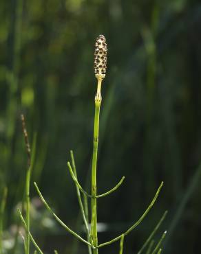 Fotografia 10 da espécie Equisetum palustre no Jardim Botânico UTAD