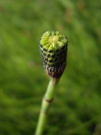 Fotografia da espécie Equisetum palustre