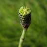 Fotografia 11 da espécie Equisetum palustre do Jardim Botânico UTAD