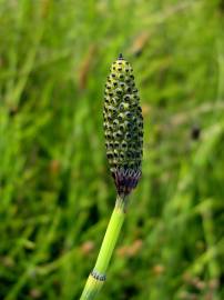 Fotografia da espécie Equisetum palustre