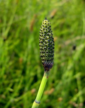 Fotografia 1 da espécie Equisetum palustre no Jardim Botânico UTAD