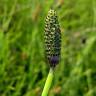 Fotografia 1 da espécie Equisetum palustre do Jardim Botânico UTAD